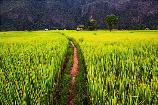 soi cầu betwin2888