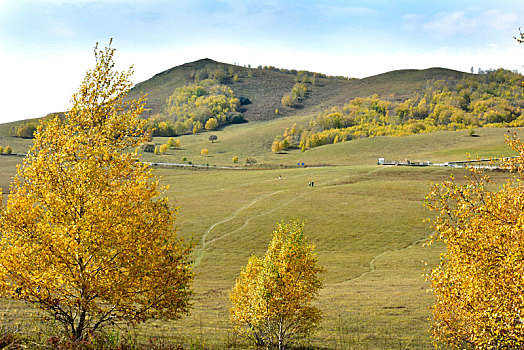 soi cau rong bach kim hom nay
