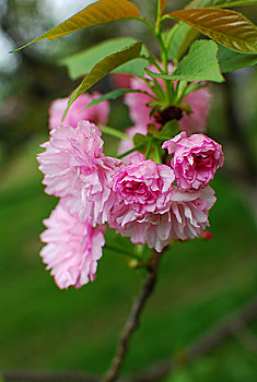 soi cầu hôm nay