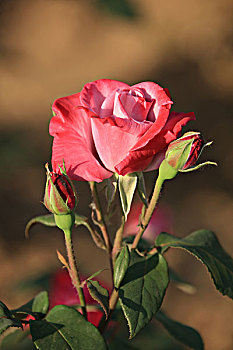 cách chơi lô dàn