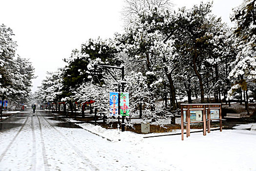 soi cau bach rong kim