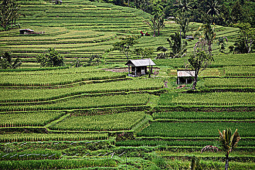 soi cau 888