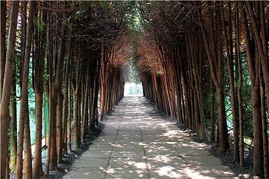 sỗ mien bac