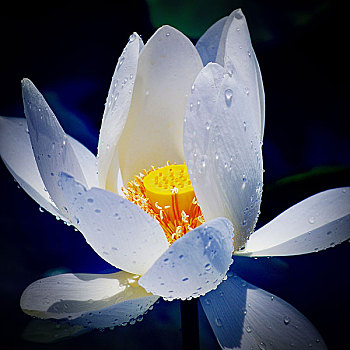 xổ số đắk nông
