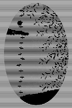 xo so miền bắc