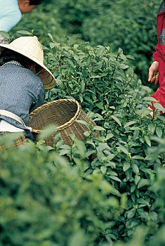 thuốc gà đá mexico