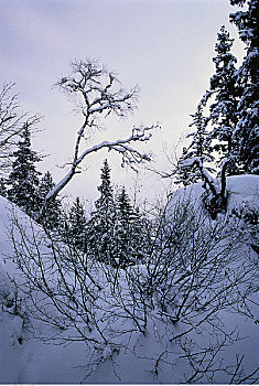 rong bach kim 88