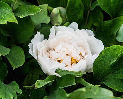 soi cầu chính xác 100