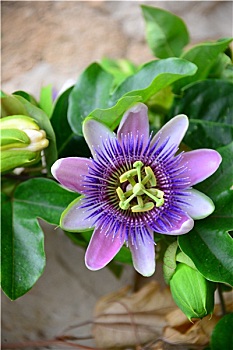soi cầu nét