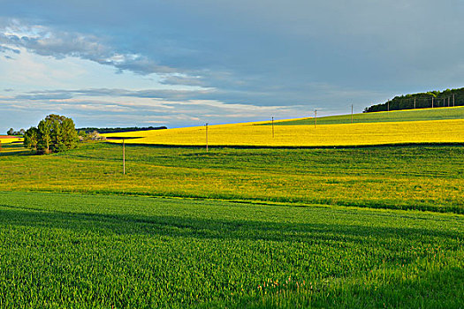 xsvl du doan