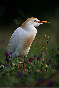 xsmb thu 4 du doan