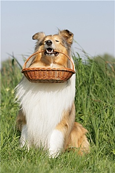 hướng dẫn đánh lô