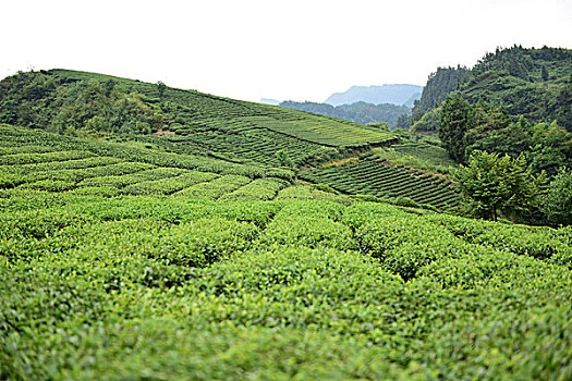 soi cau bach thu xsmb ngay hom nay