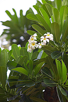 soi cau chuan 14