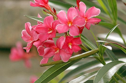 cau xs mien nam