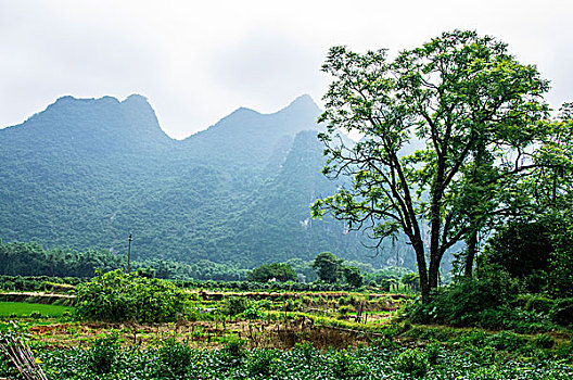 du doan soi cau wap