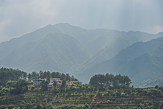 soi cau rong