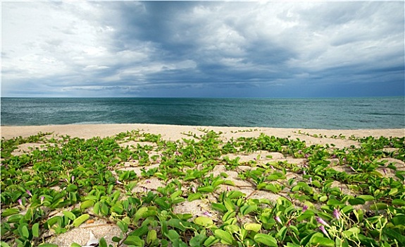 gà đá ỉa phân trắng