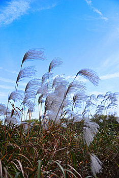 soi cau hau giang