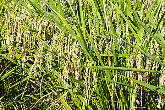 bạch thủ lô ngày hôm nay