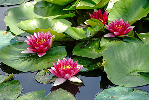 xs quảng nam