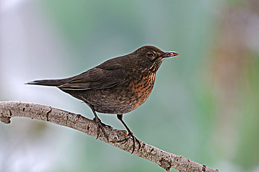 cho gà ăn gì trước khi đá