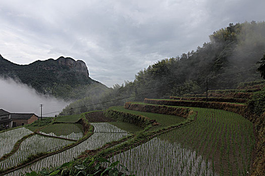 bạch thu lo mb