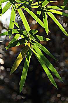 xổ số miền nam đài phát