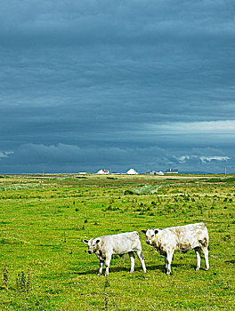 du doan dau duoi