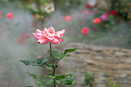 soi cầu tuấn vũ