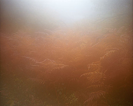 soi cau binh dinh 3s