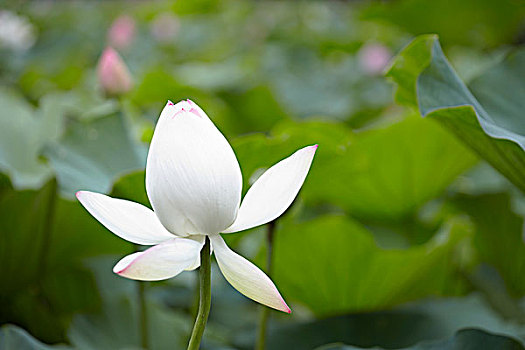 dự đoán xổ số bình dương