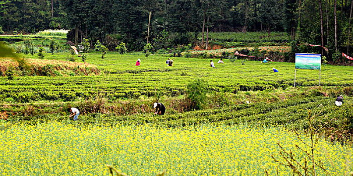 soi cau loc phat 247