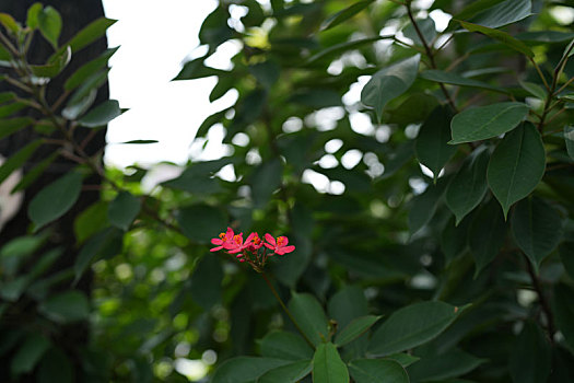 soi cầu mo bi