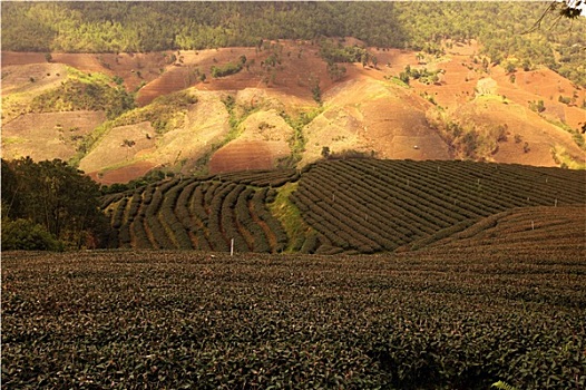 soi cau bdi