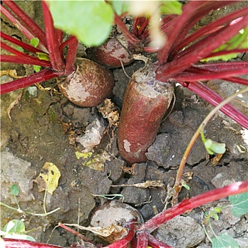 soi cầu 29 hôm nay