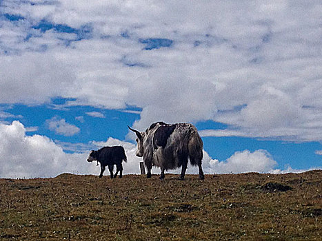wap du doan
