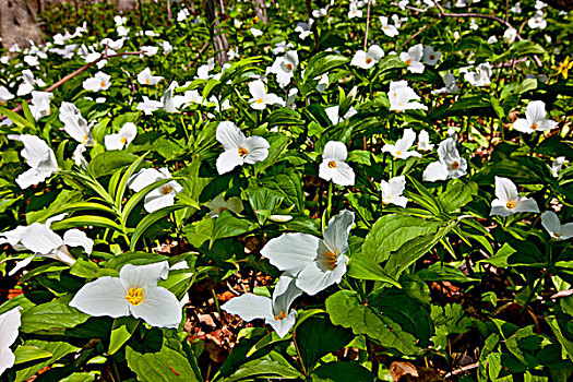 xstgiang