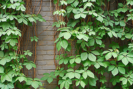 bạch thủ đề mb