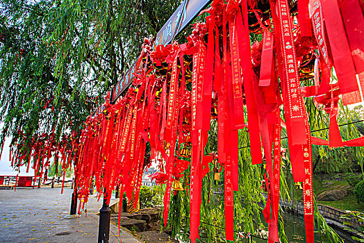 soi bach thu lo