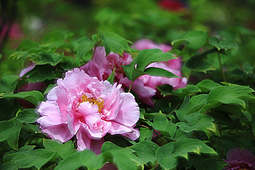 xo so binh phuoc