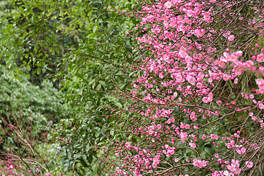 xs mình ngoc