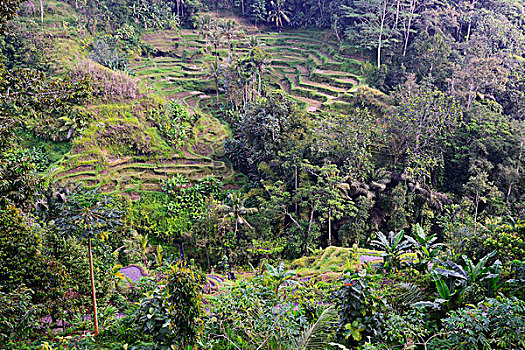 lô bạch thu khung 2 ngày