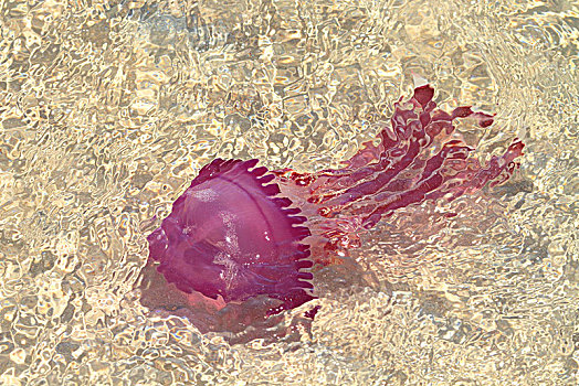 lô bạch thủ khung 3 ngày
