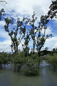 soi cau lo bach thu mien bac hom nay mien phi