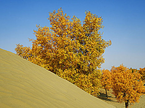 bach thu de hom nay